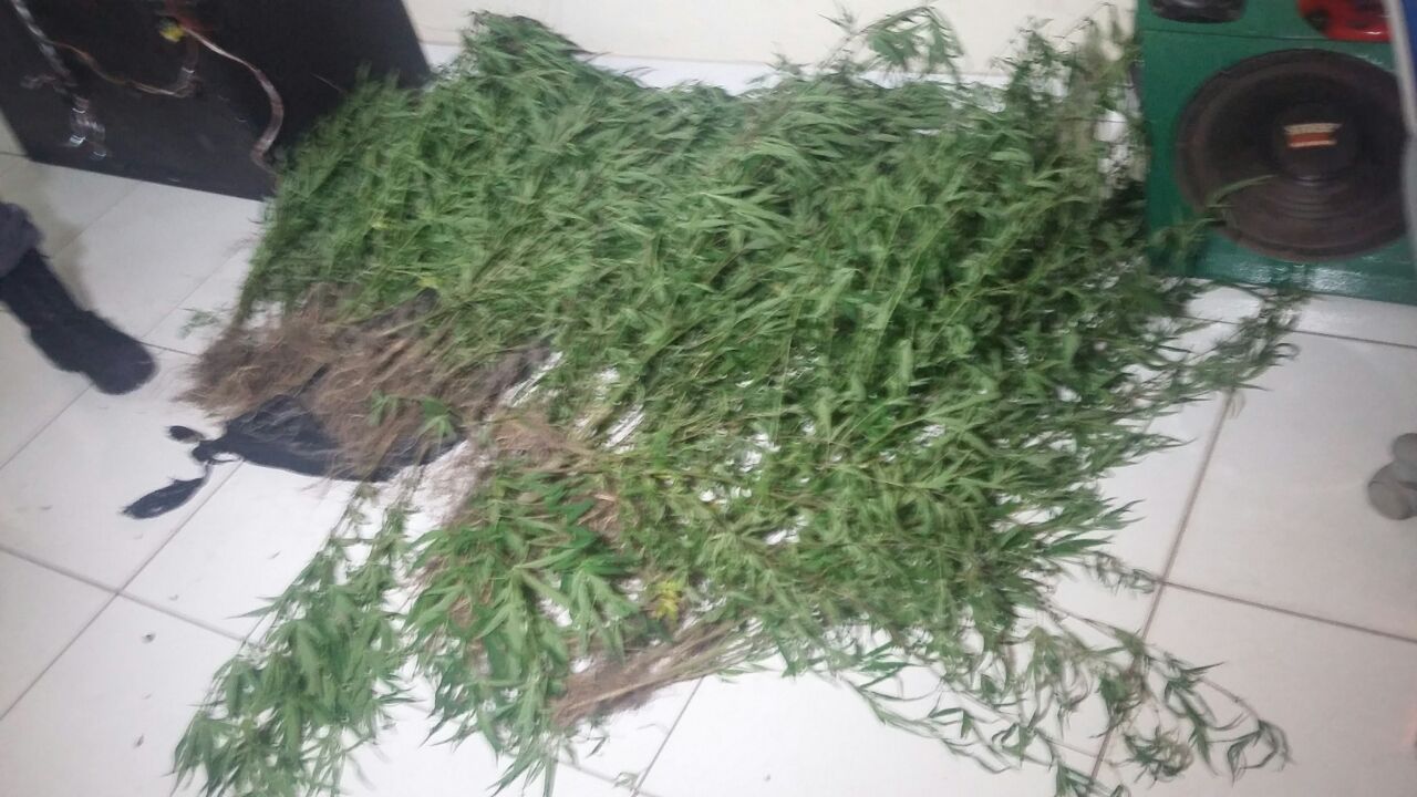 maconha
