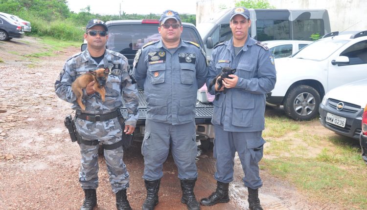 12º BPM RECEBE DOAÇÃO DE CÃES PARA POLICIAMENTO