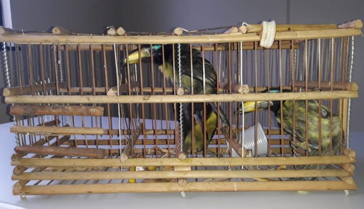 Policiais do Batalhão Ambiental prendem traficantes de animais silvestres