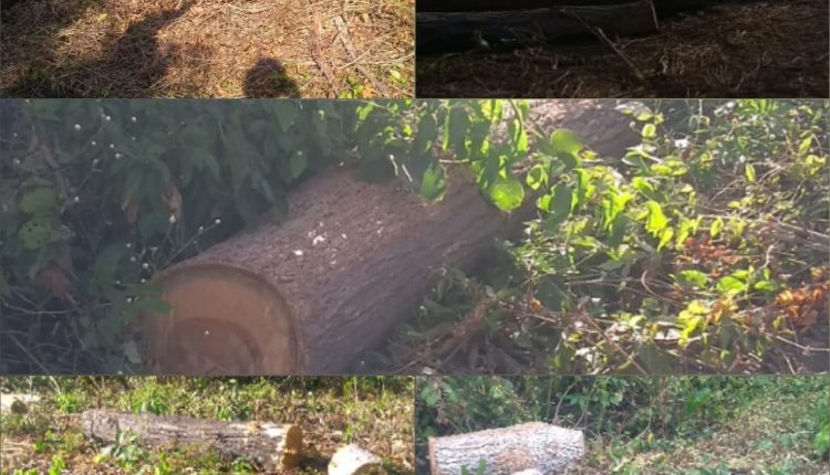 BPA APREENDE MADEIRA EXTRAÍDA ILEGALMENTE EM TERRITORIO INDÍGENA