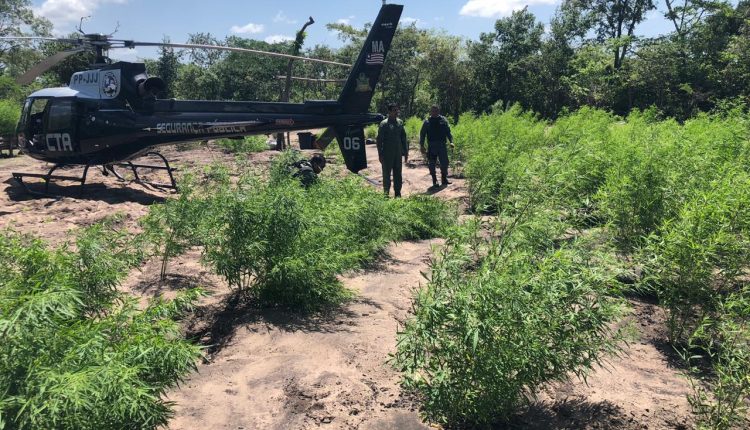 SETE MIL E TREZENTOS PÉS DE MACONHA SÃO ENCONTRADOS EM ZONA RURAL DE TUTÓIA-MA