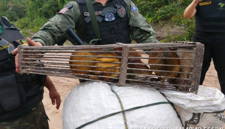Polícia Militar Ambiental resgata animais silvestres e apreende armas de fogo em Mirinzal