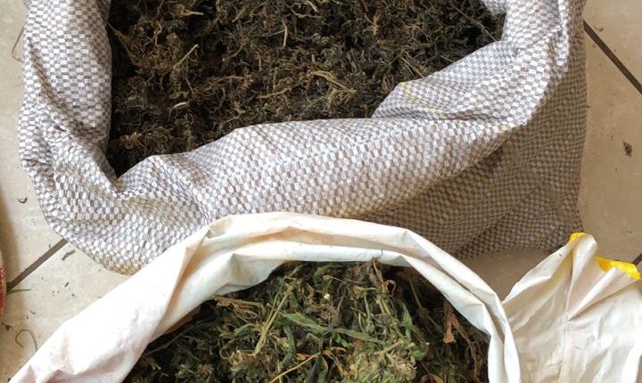 Polícia Militar em Rosário prende suspeitos por cultivo/tráfico de drogas e posse ilegal de arma de fogo