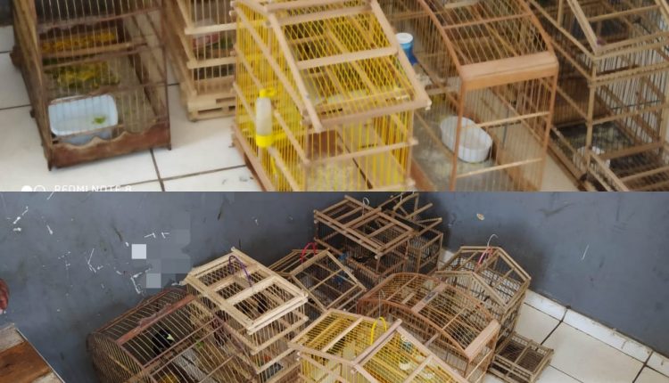 POLÍCIA MILITAR PRENDE HOMEM POR SUSPEITA DE CRIME AMBIENTAL EM CAXIAS-MA