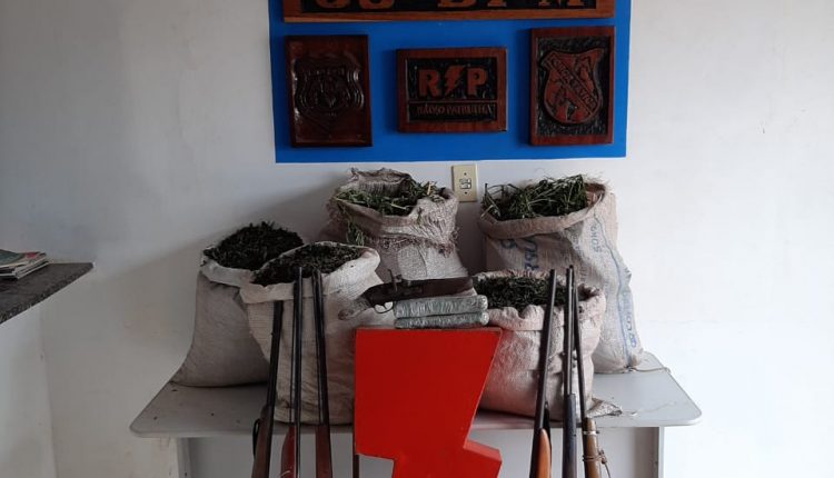 PMMA erradica a segunda “roça” de maconha e apreende mais oito armas de fogo em Buriticupu