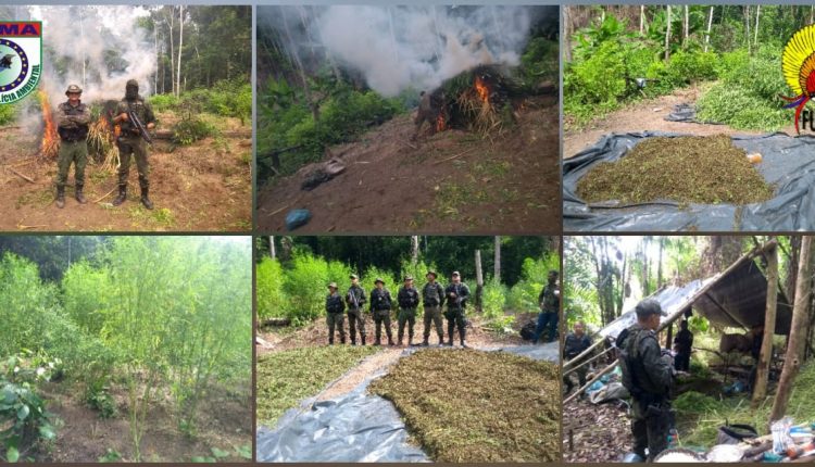 Polícia Militar apreende mais 200 kg de maconha e destrói roça com mais de oito mil pés da droga