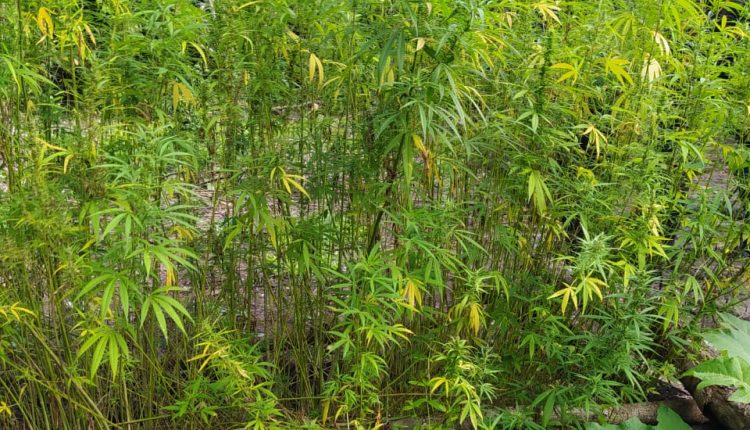 PMMA destrói roça de maconha nas margens do rio Pindaré em Buriticupu