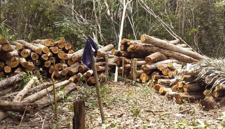 POLÍCIA MILITAR APREENDE CARREGAMENTO DE MADEIRA ILEGAL DURANTE OPERAÇÃO INTEGRADA EM SÃO JOÃO DO SÓTER