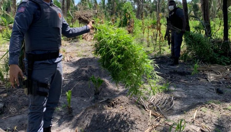 Plantação de maconha é apreendida em conceição de Lago Açu pela PMMA