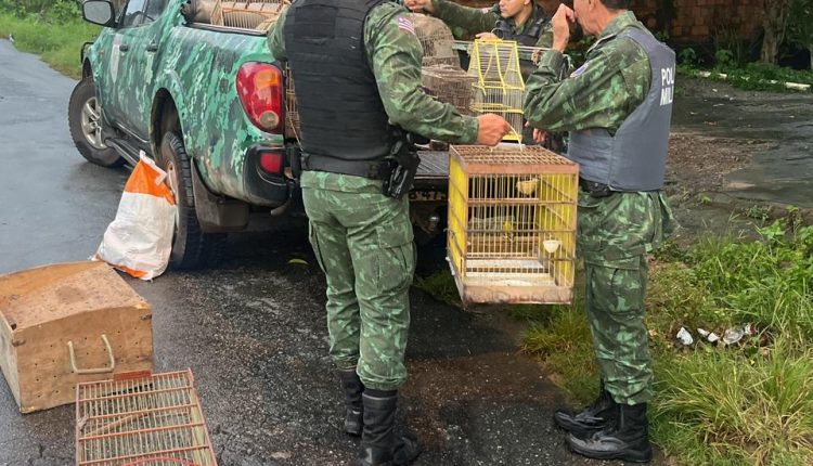 Policiais do Batalhão de Polícia Ambiental (BPA) fecham rinha de galo, resgatam animais e prendem suspeito
