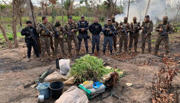 Operação conjunta da PM resulta na destruição de roças de maconha na cidade de Pedro do Rosário
