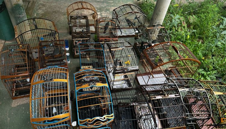 PMMA resgata dezenas de pássaros mantidos ilegalmente em cativeiro